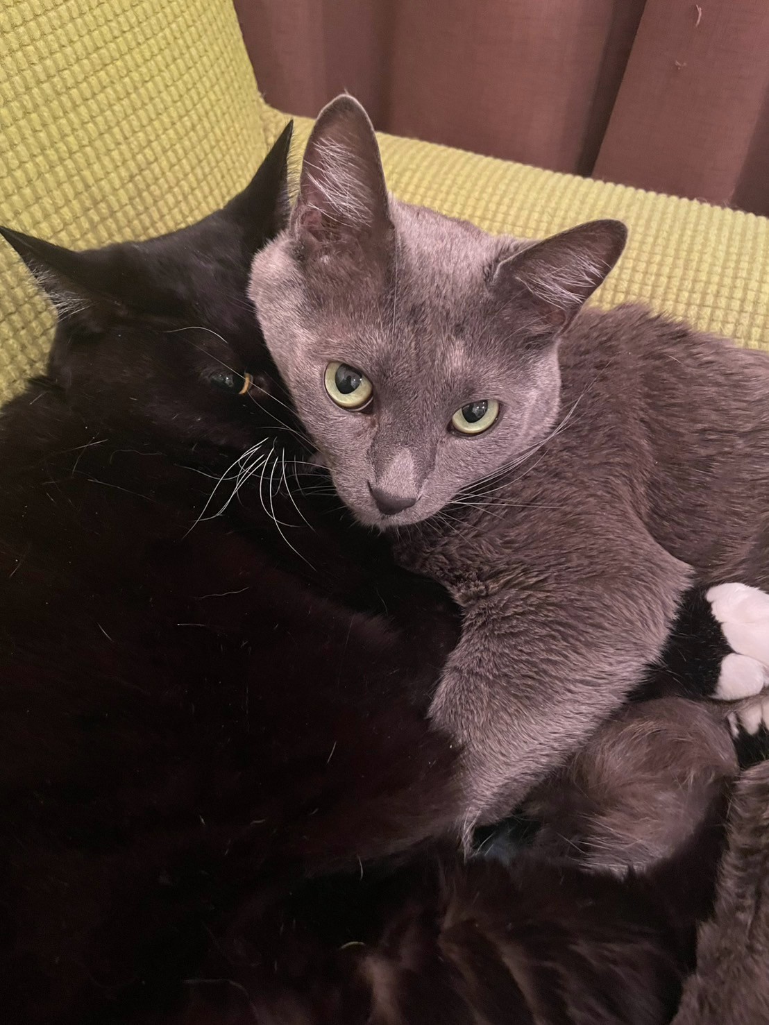 我が家のイケメン🐱
